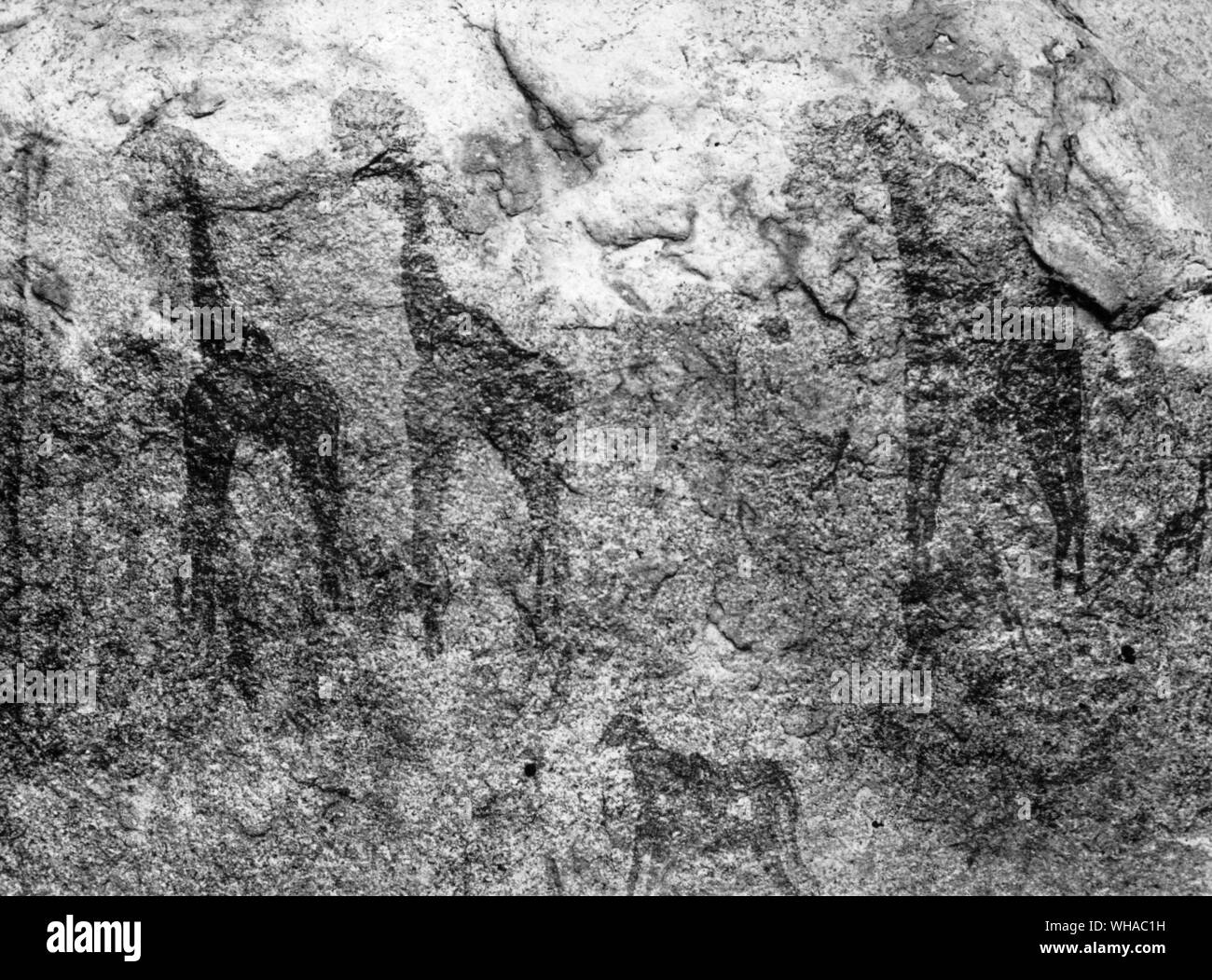 Arte preistorica in Africa la pittura di giraffe in rosso da Isanzu. Singida Centrali di Distretto Mwahohu Tanganica grotta Foto Stock