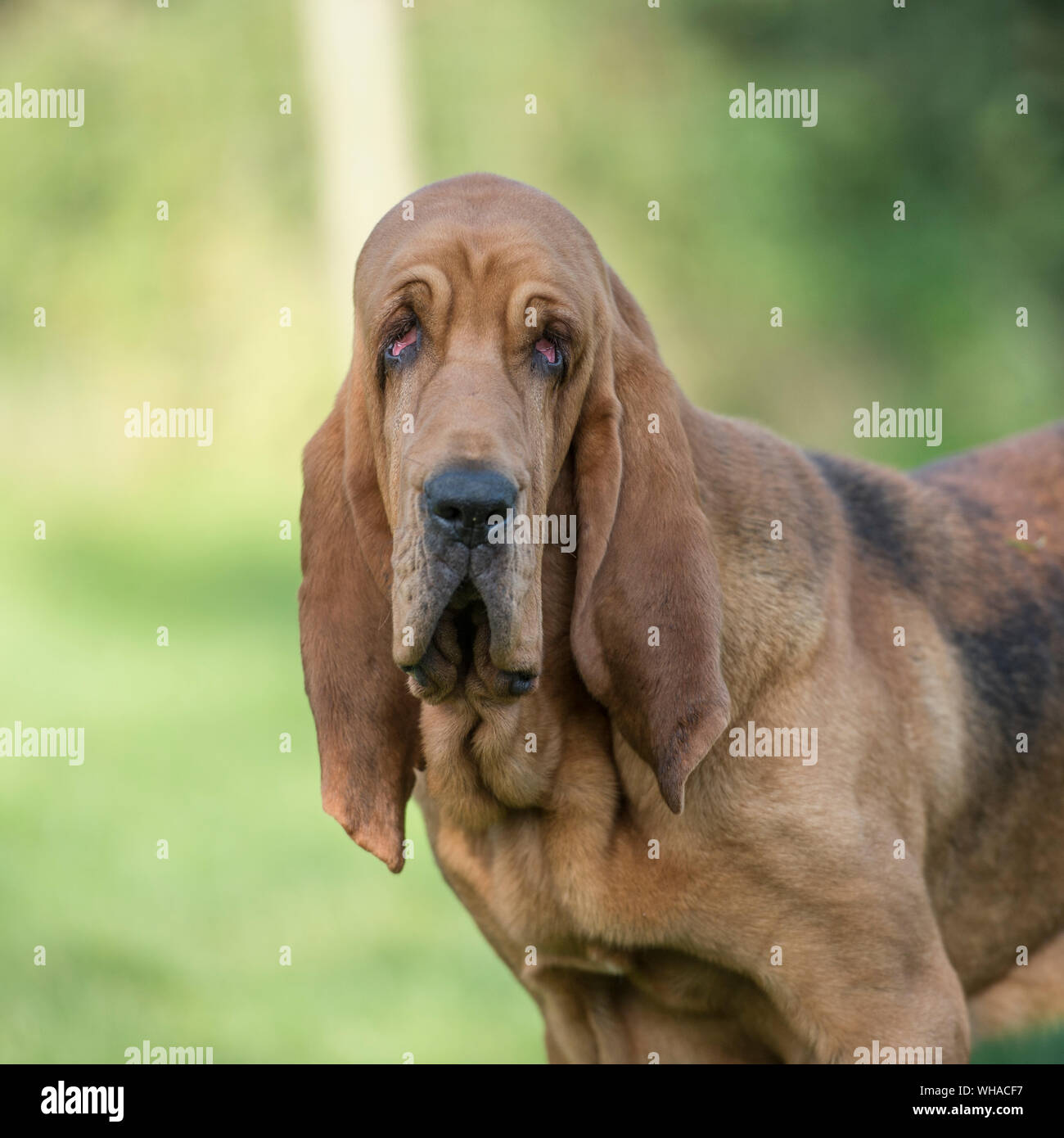 Bloodhound cane Foto Stock