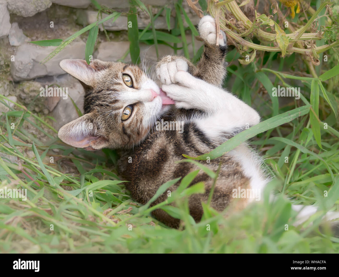 Carino gattino, brown tabby con bianco, giacente in un giardino su erba verde e leccare le sue zampe e gambe, lavaggio e della cura del corpo stesso con la linguetta Foto Stock