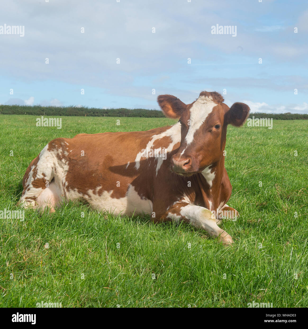 Vacca da latte Ayrshire Foto Stock