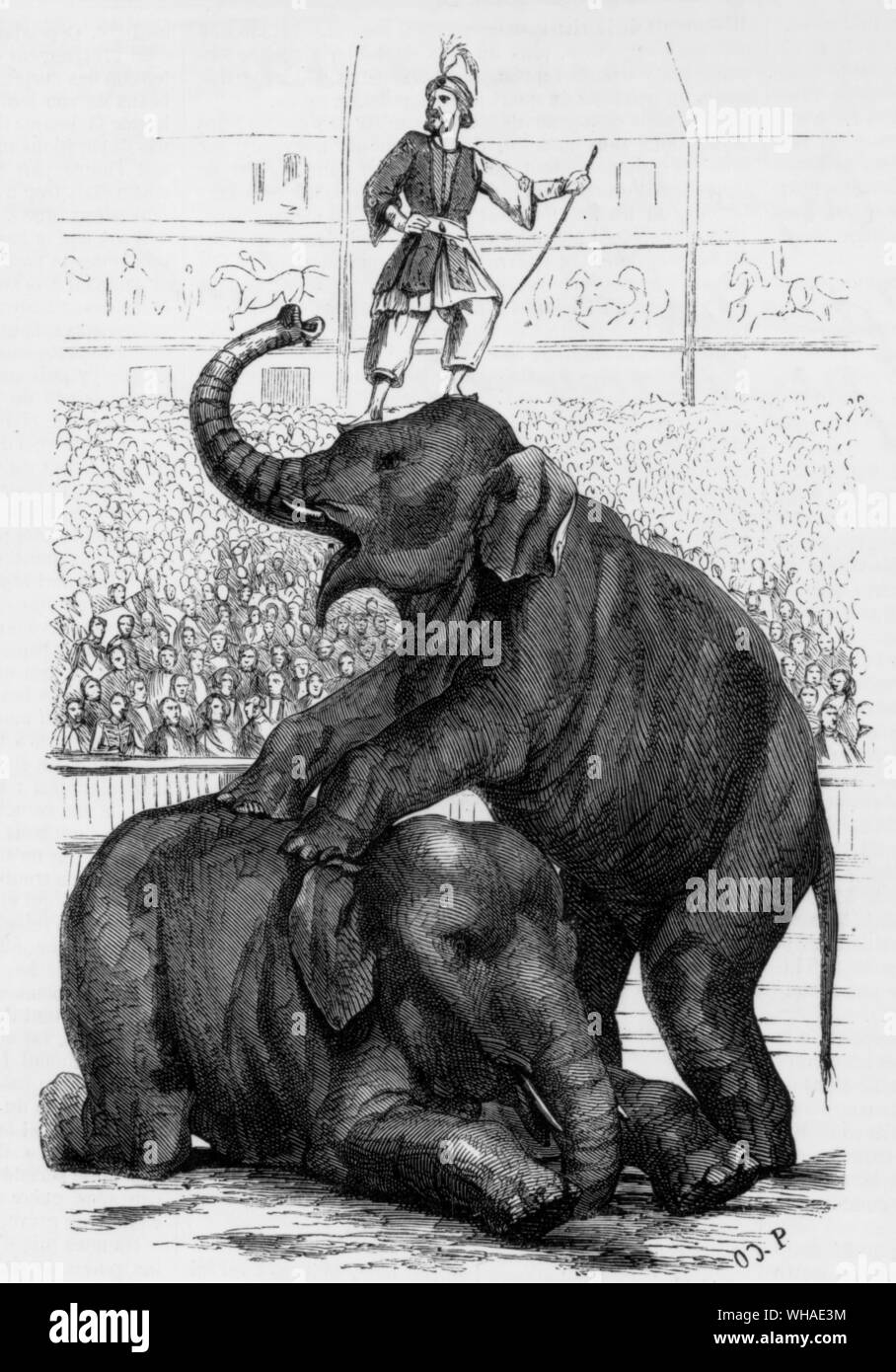 Da L'illustrazione 18 marzo 1854. Al Cirque Napoleone, l'esecuzione di elefanti Foto Stock