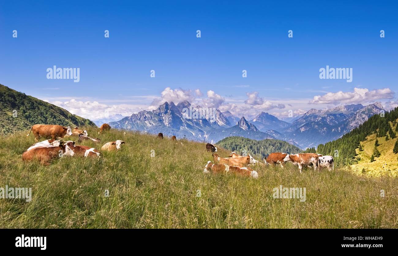 Piccola mandria di mucche al pascolo su un alpeggio.Alpi Italia. Foto Stock
