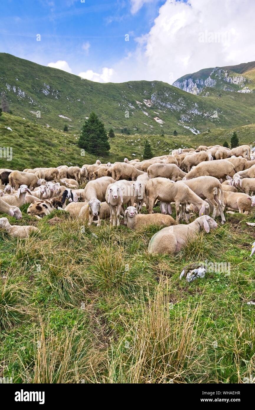 Allevamento di Bestiame, il gregge di pecore in mountais. Foto Stock