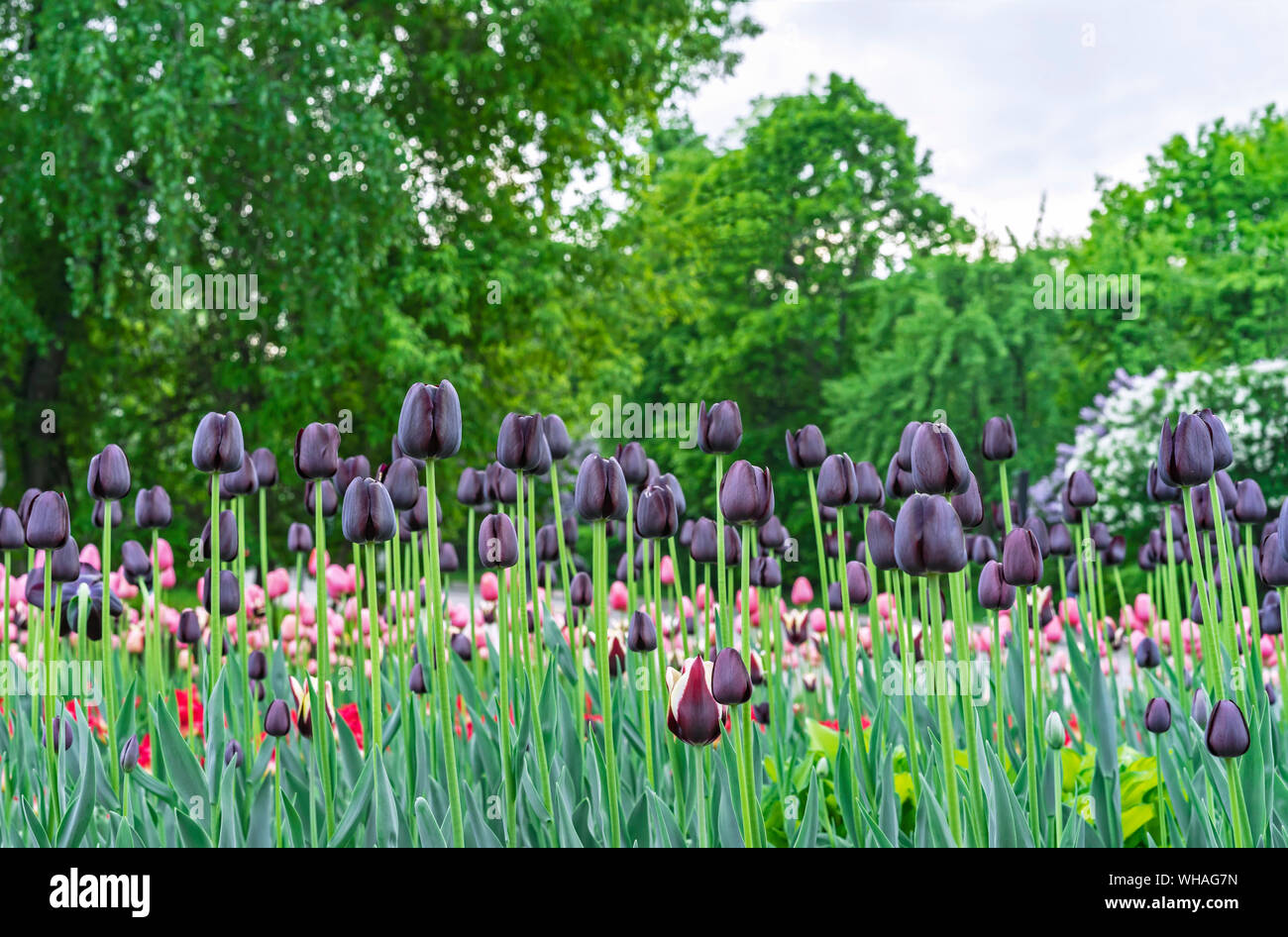 Tulipani di colore nero su uno sfondo di verdi alberi. Foto Stock
