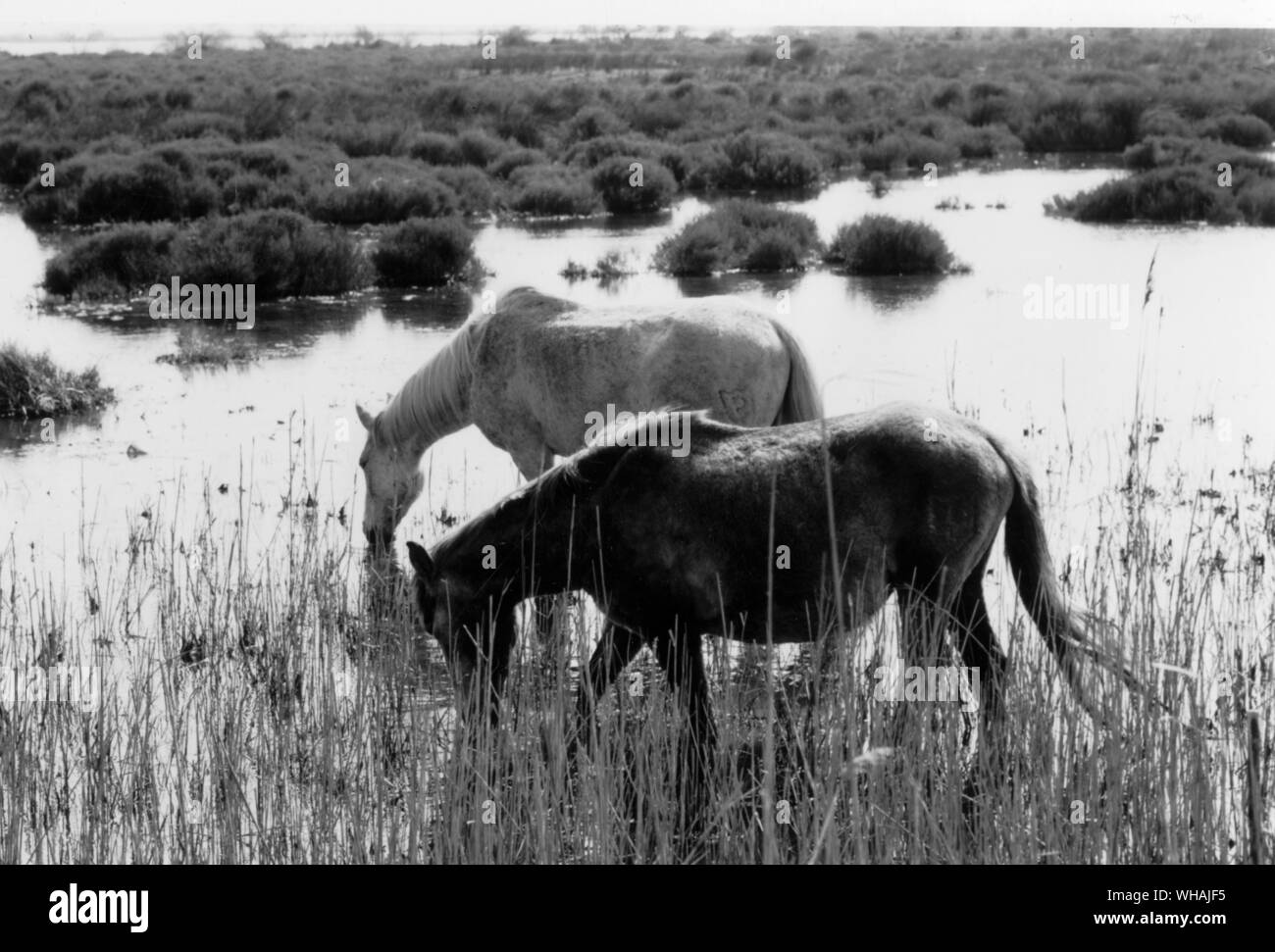 Cavalli di Camargue Foto Stock