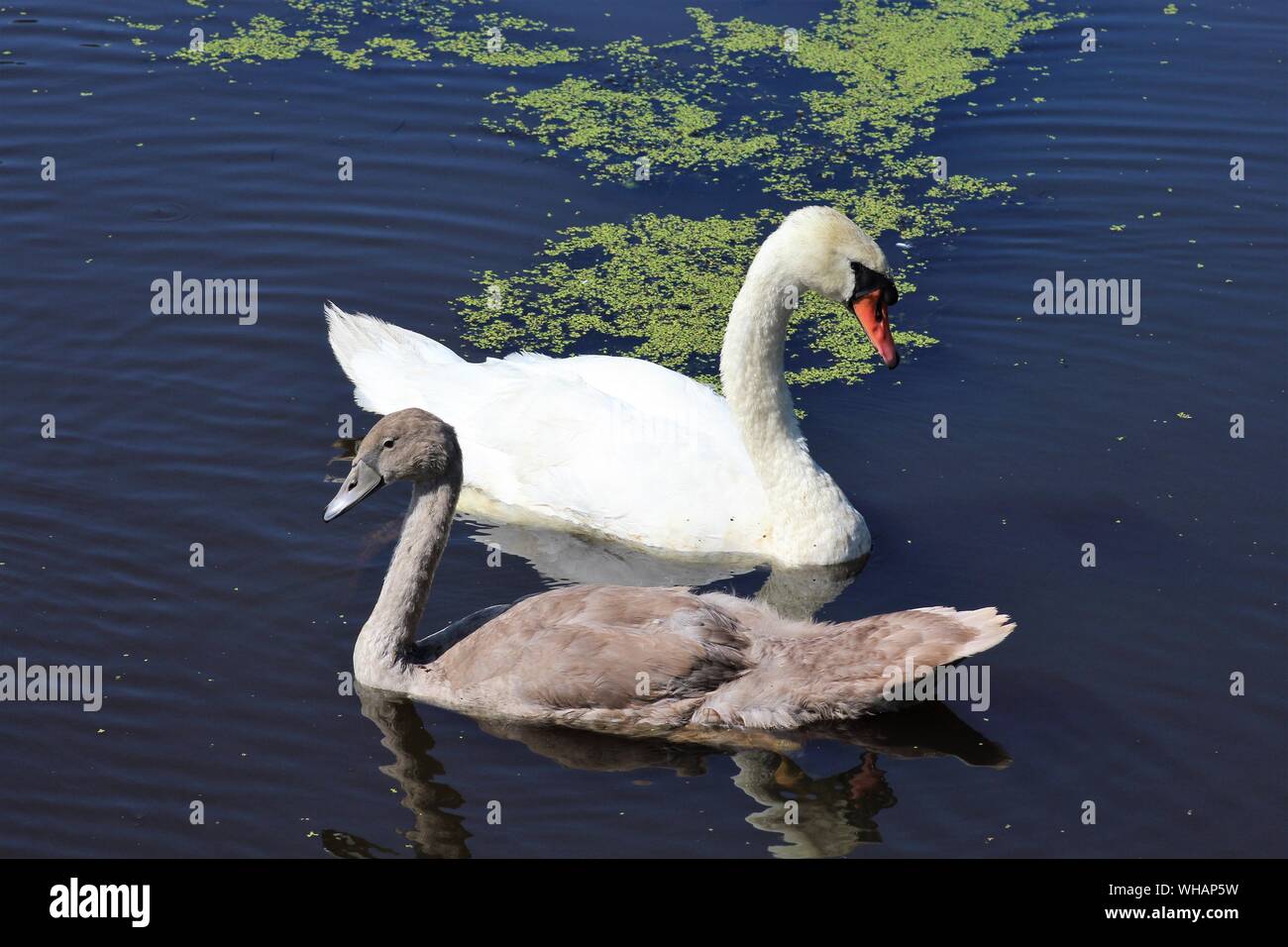 Mamma e Bambino swan relax al sole del pomeriggio Foto Stock