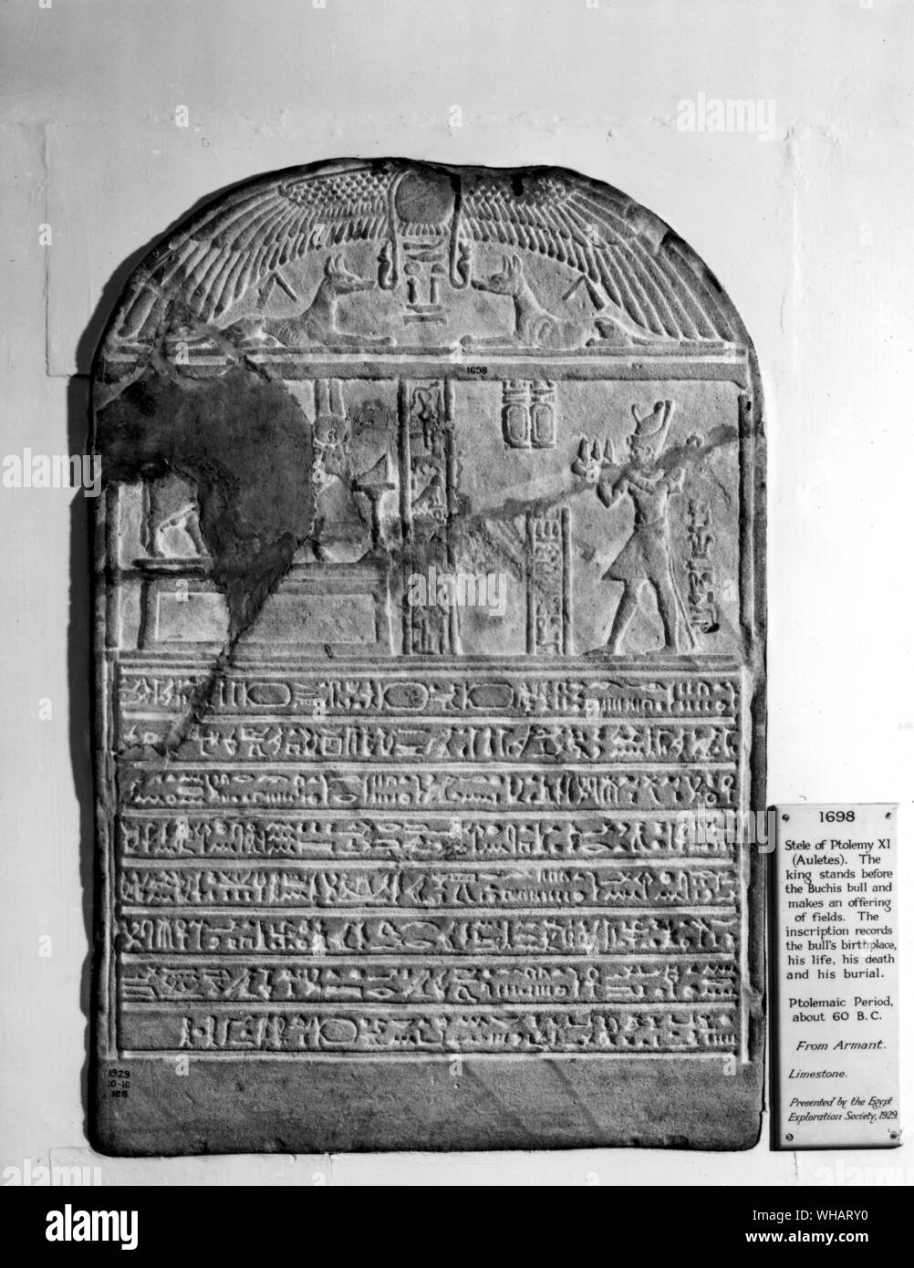 Stele di Tolomeo XI, Aulettes. Il re sta davanti al Buchis bull e fa un offerta di campi. L'iscrizione registra i tori natali, la sua vita, la sua morte e la sua sepoltura. Periodo tolemaico c 60 BC Foto Stock