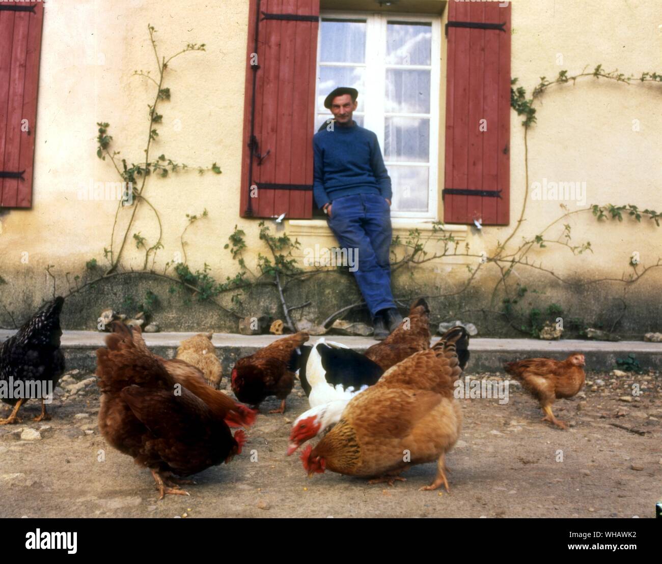 Uomo francese . polli. galline. pollame. uccelli. . . Foto Stock