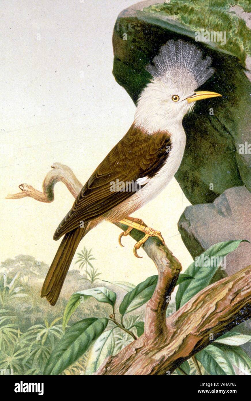 Borbone Crested Starling. Estinti gli uccelli da Errol Fuller pagina 226. Uno studio del mondo recentemente estinto le specie di uccelli a colori e in bianco e nero di illustrazioni. Foto Stock Borbone Crested Starling. Estinti gli uccelli da Errol Fuller pagina 226. Uno studio del mondo recentemente estinto le specie di uccelli a colori e in bianco e nero di illustrazioni. Foto Stock