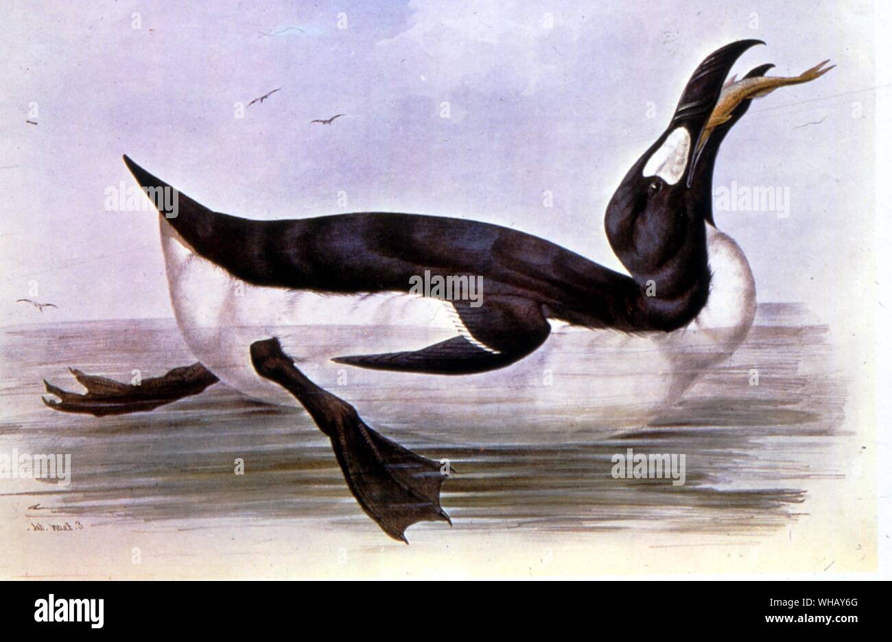 Grande Auk. Estinti gli uccelli da Errol Fuller pagina 99. Uno studio del mondo recentemente estinto le specie di uccelli a colori e in bianco e nero di illustrazioni. Foto Stock Grande Auk. Estinti gli uccelli da Errol Fuller pagina 99. Uno studio del mondo recentemente estinto le specie di uccelli a colori e in bianco e nero di illustrazioni. Foto Stock
