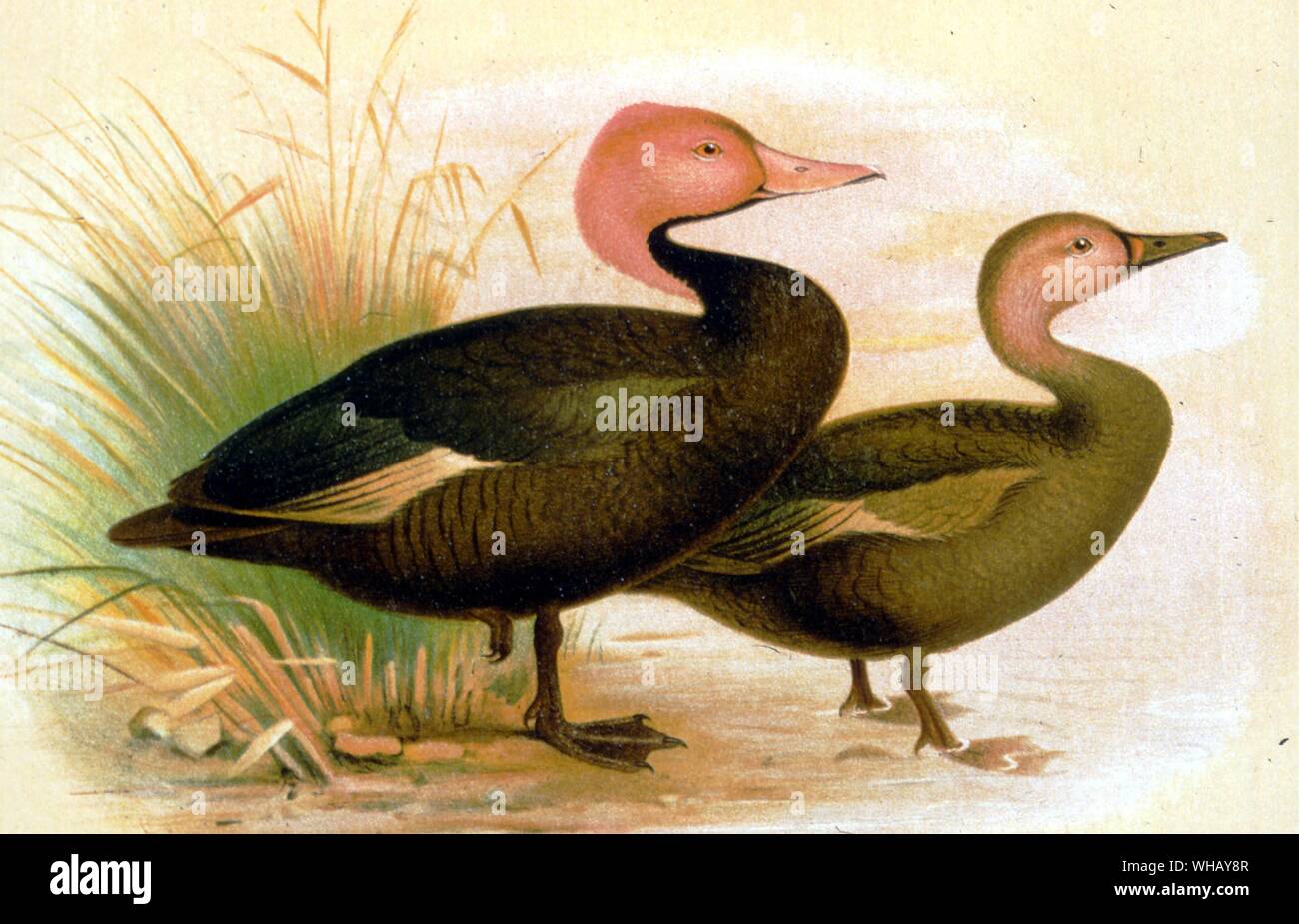 Rosa intitolata anatre. Estinti gli uccelli da Errol Fuller pagina 54. Uno studio del mondo recentemente estinto le specie di uccelli a colori e in bianco e nero di illustrazioni. Foto Stock Rosa intitolata anatre. Estinti gli uccelli da Errol Fuller pagina 54. Uno studio del mondo recentemente estinto le specie di uccelli a colori e in bianco e nero di illustrazioni. Foto Stock
