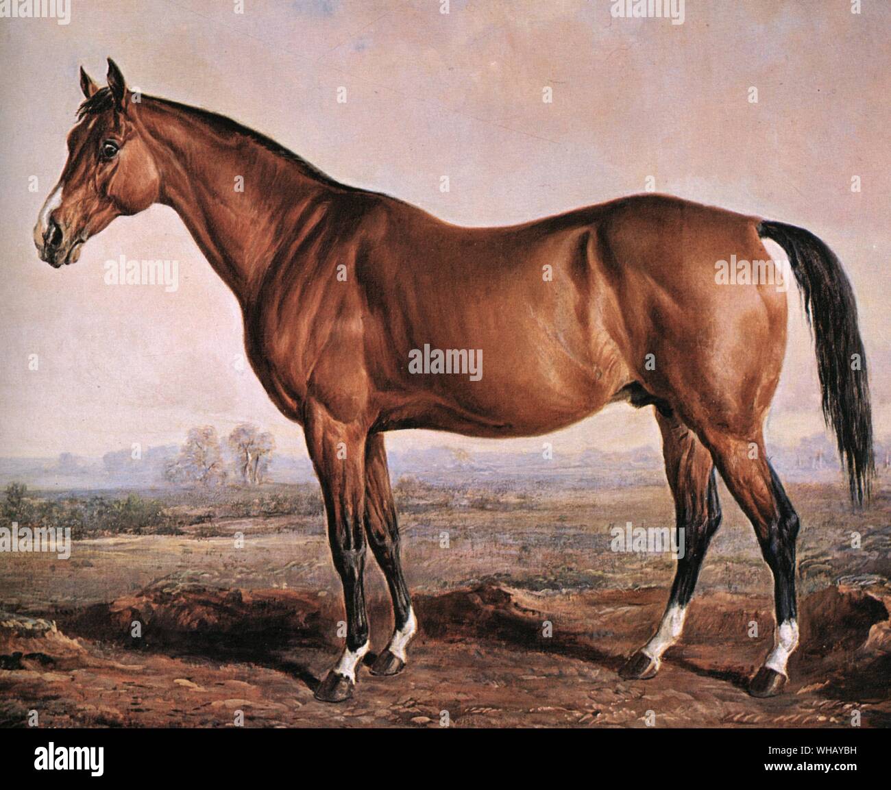 La famosa corsa di cavalli, Lexington, nato nel 1850, si presentò 15 mani (63 poll.), 3 pollici, alta e il 2 aprile, 1855, impostare un record al Corso Metaire in New Orleans eseguendo 4 miglia in 7 minuti, 19 3/4 secondi.. Egli è stato il miglior cavallo allevato in America nel XIX secolo. Come uomo o la guerra dei 67 anni più tardi, ha rappresentato un eccezionalmente lunga American linea maschile, anche se non vi è stato molto di recente il sangue importato da vicino nel suo pedigree. Egli aveva un numero illimitato di stamina e coraggio, e anche la velocità di polverizzazione che gli permise di distanza i suoi avversari in molti het-gare. Egli divenne uno dei Foto Stock