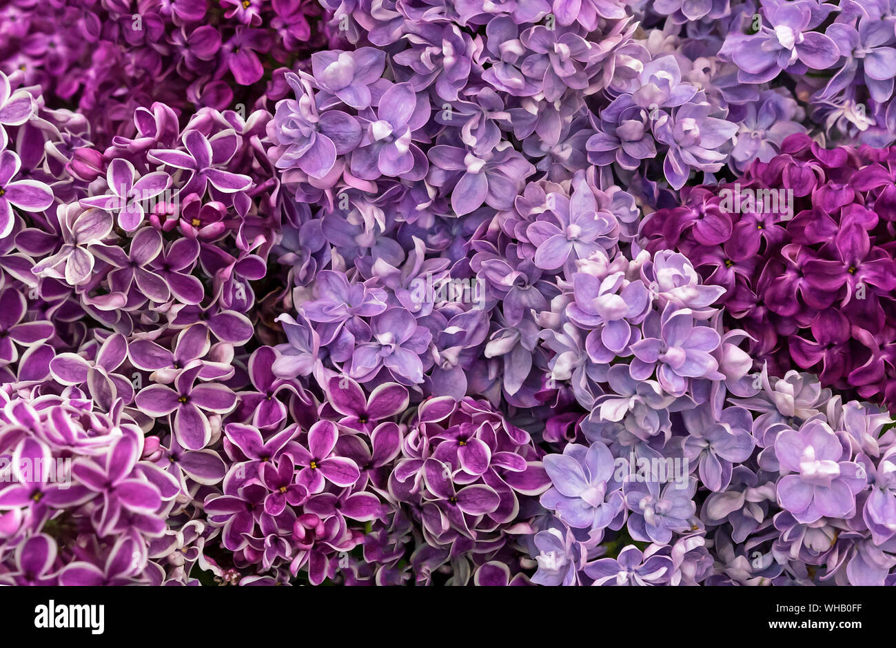 Fioritura lilla. Sfondo di fiori di lilla. Lilac diverse varietà e colori. Foto Stock