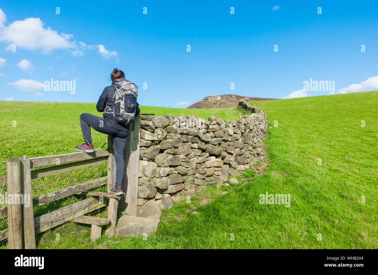 Escursionista femmina incrocio stile accanto a secco la parete in pietra vicino Kildale, North York Moors National Park, North Yorkshire, Inghilterra. Regno Unito. Park Nab in distanza. Foto Stock