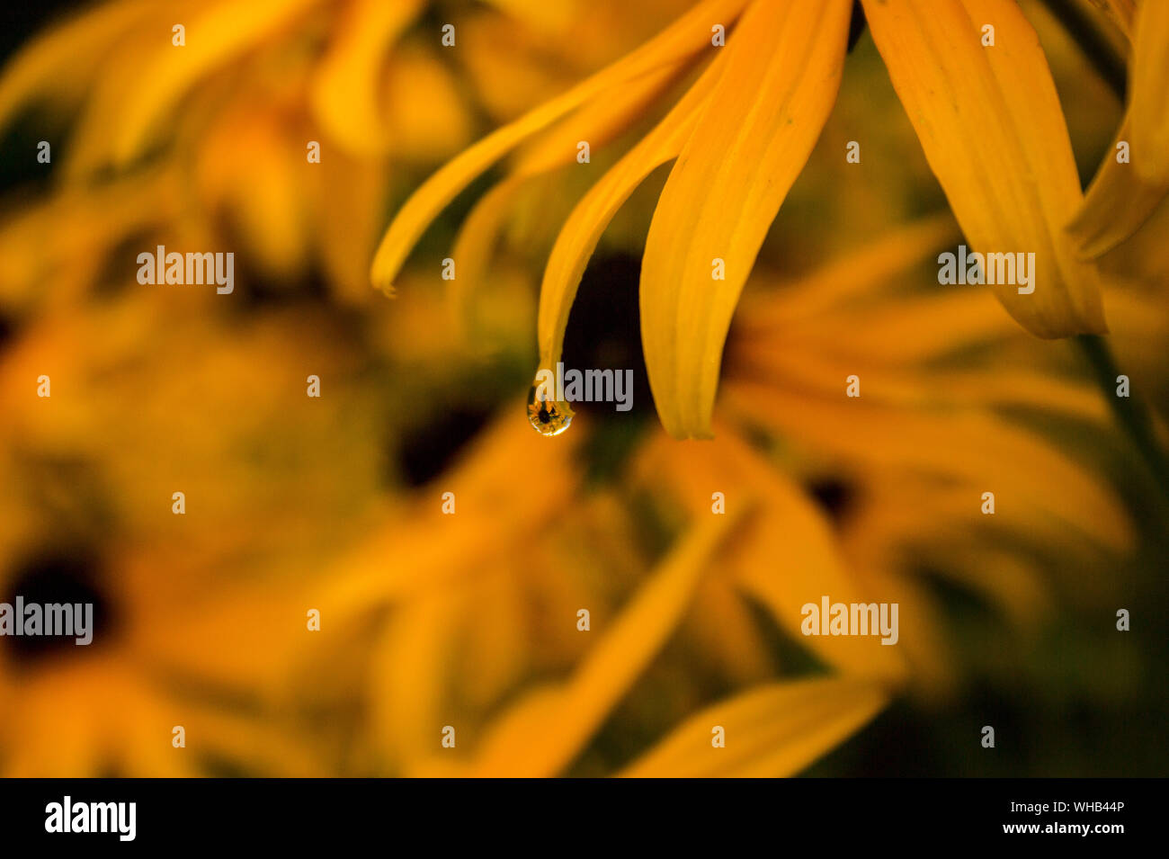 Giardino in goccia di rugiada. Ingrandire la goccia di rugiada e l'intero letto di fiori Black Eyed Susan può essere visto così come l'orizzonte del cielo blu all'interno di una gocciolina, Foto Stock