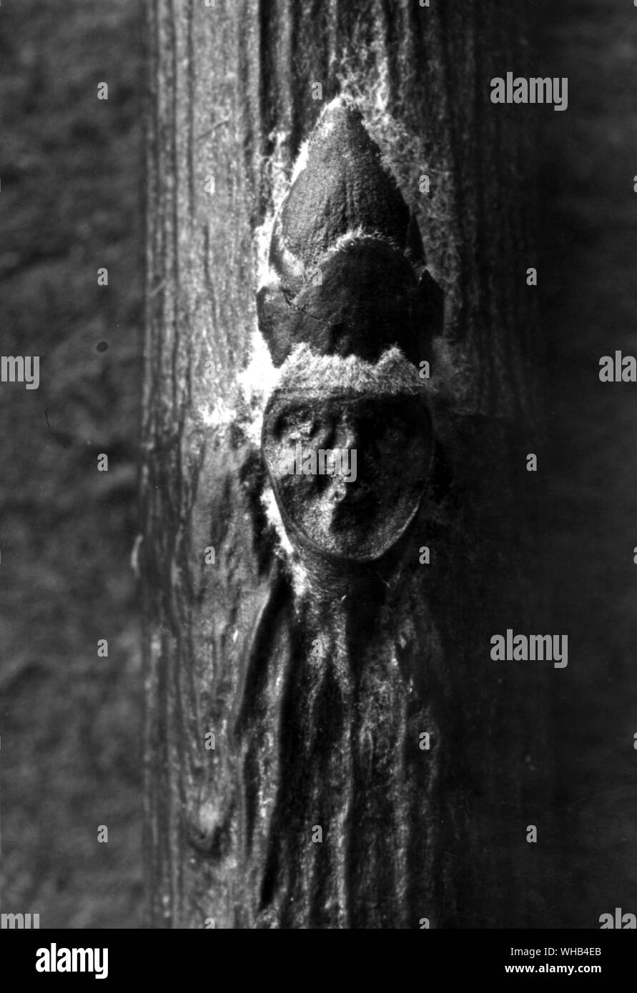 Strega cicatrix - una sorta di avvolto su un albero che nella guarigione ha preso la forma di una strega.. Foto Stock