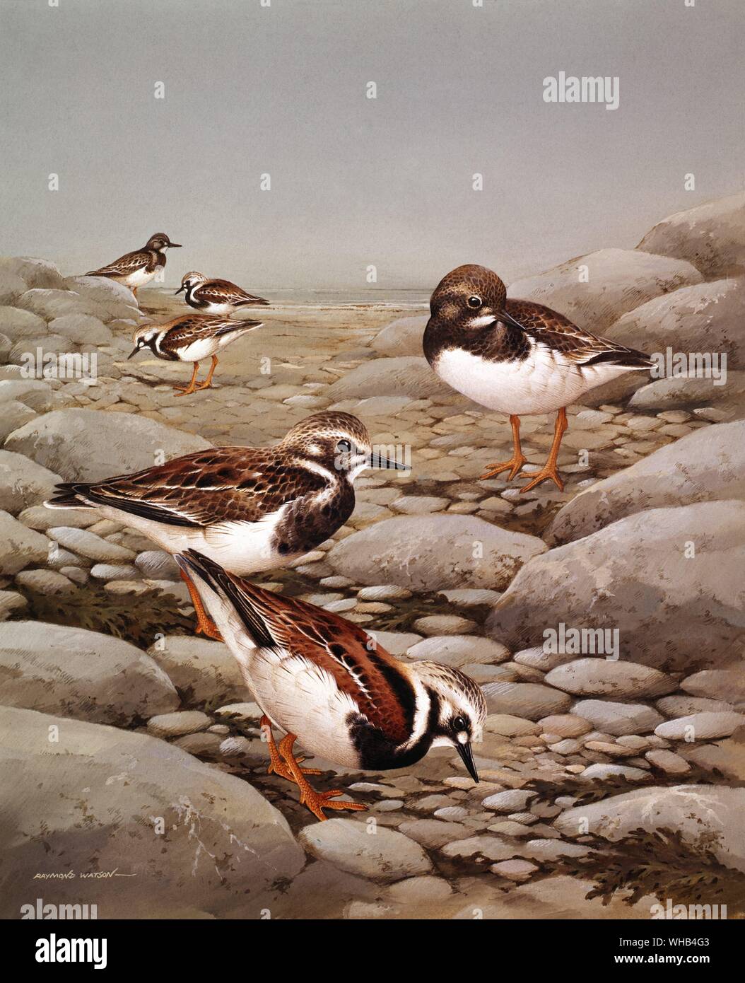 Illustrazione di uccelli da Raymond Watson. Foto Stock