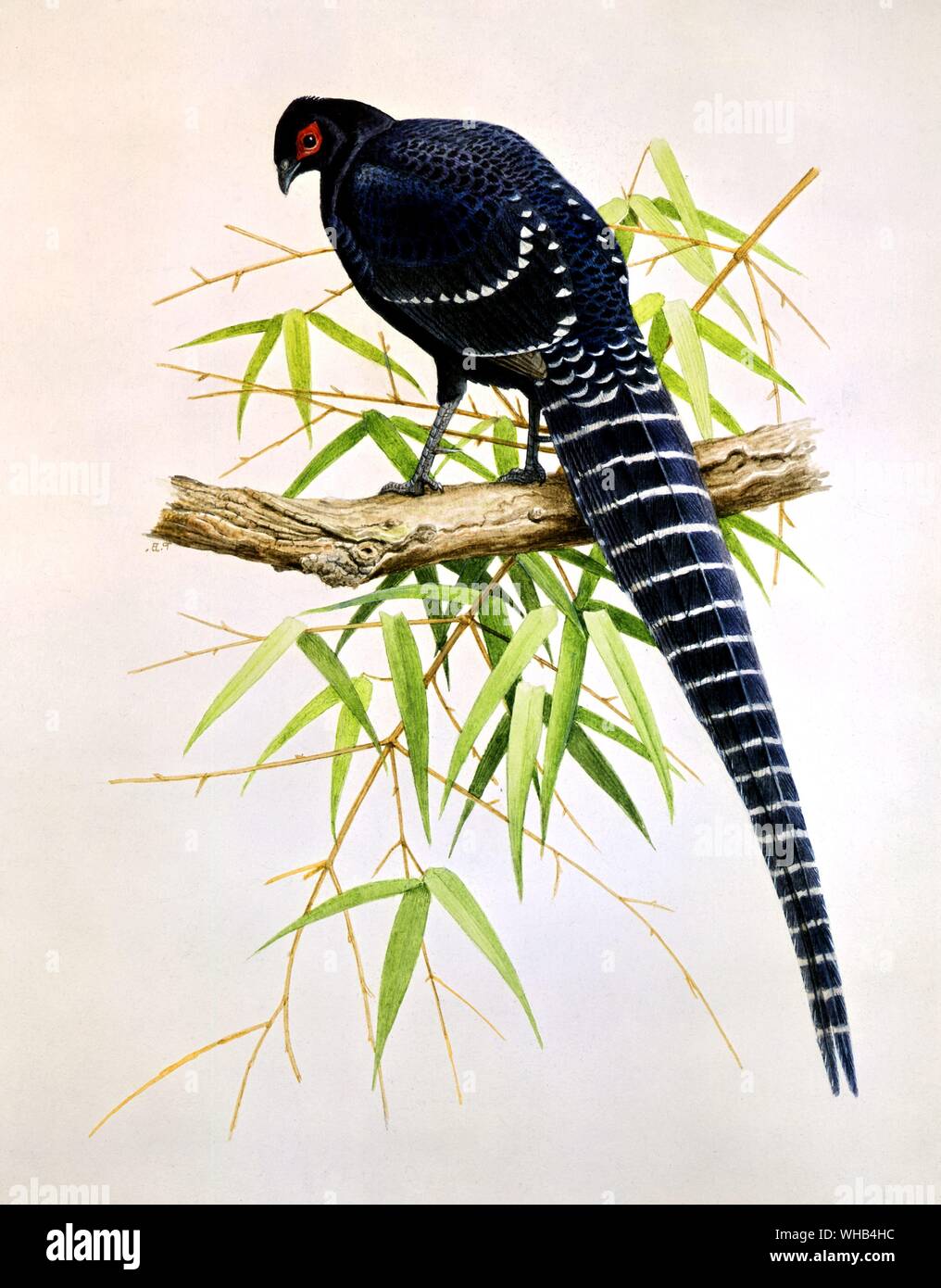 Illustrazione degli uccelli - Fagiano mikado (Taiwan montagne) da Paul Barruel - è endemica nelle regioni montane di Taiwan. Foto Stock