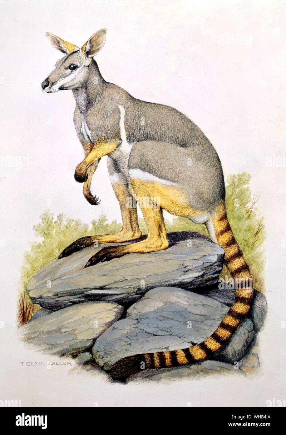 Anello-tailed rock wallaby (western gara)(Flinders Range, Sud Australia) - disegno da Helmut Diller. Foto Stock