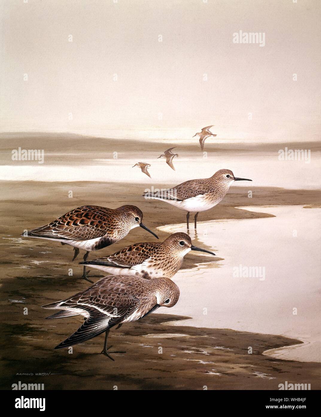 Illustrazione di uccelli da Raymond Watson. Foto Stock