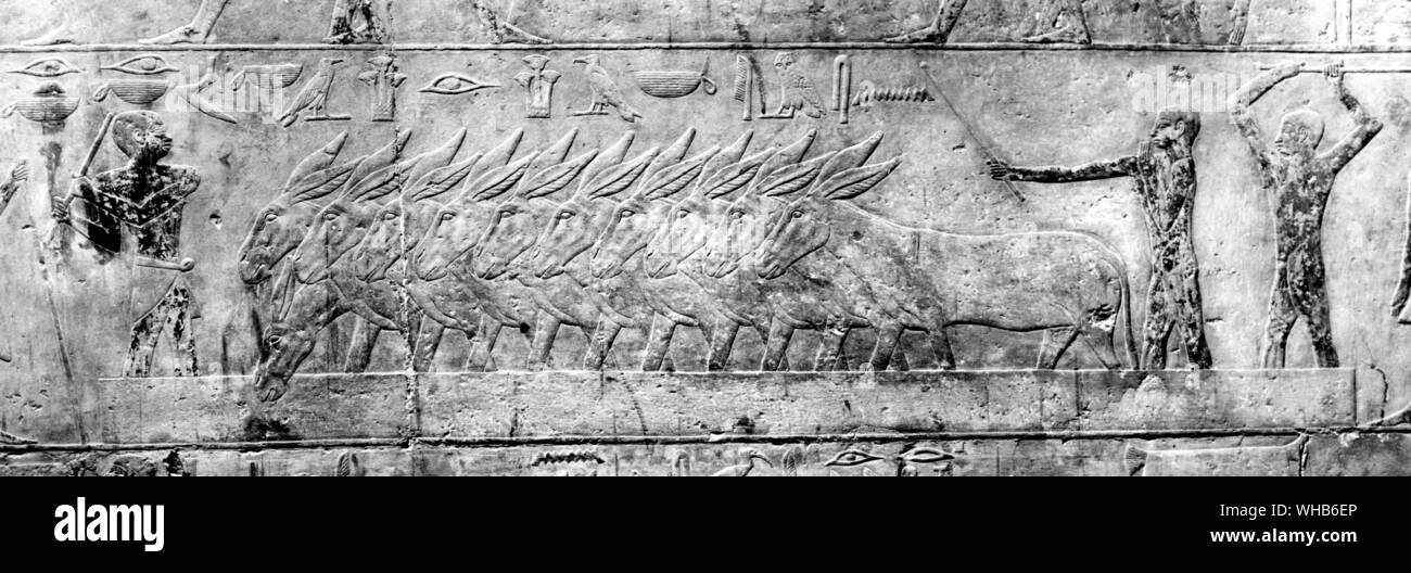 Un bassorilievo in pietra dalla tomba di Ti asini - V dinastia Antico Regno c.2400 BC Foto Stock