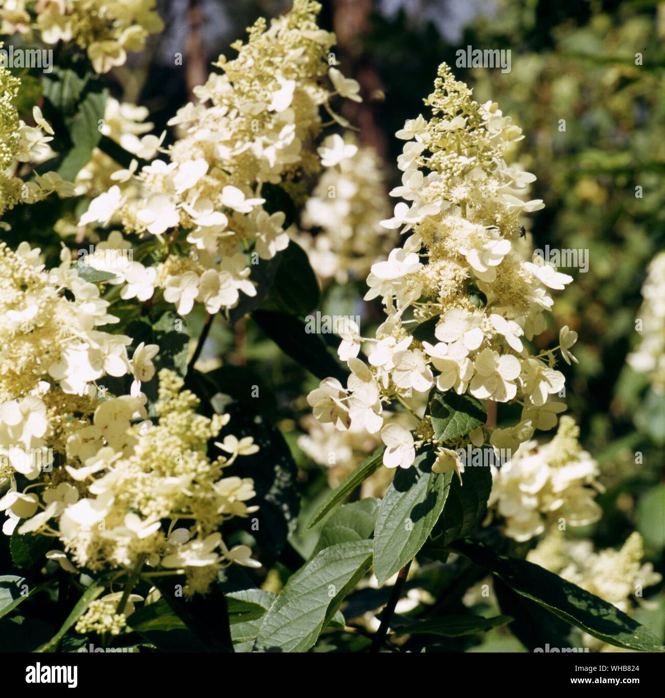 Hydrangea Paniculata tardiva. Foto Stock