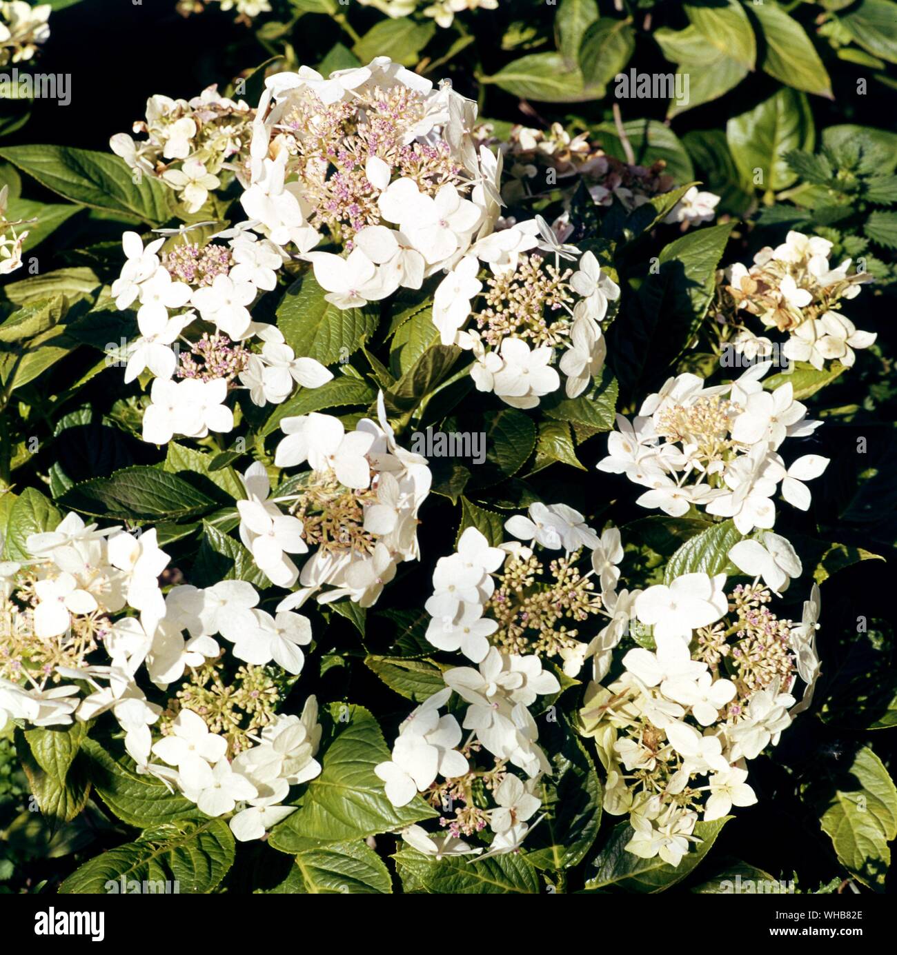 Hydrangea macrophylla - Lanarth bianco . Foto Stock