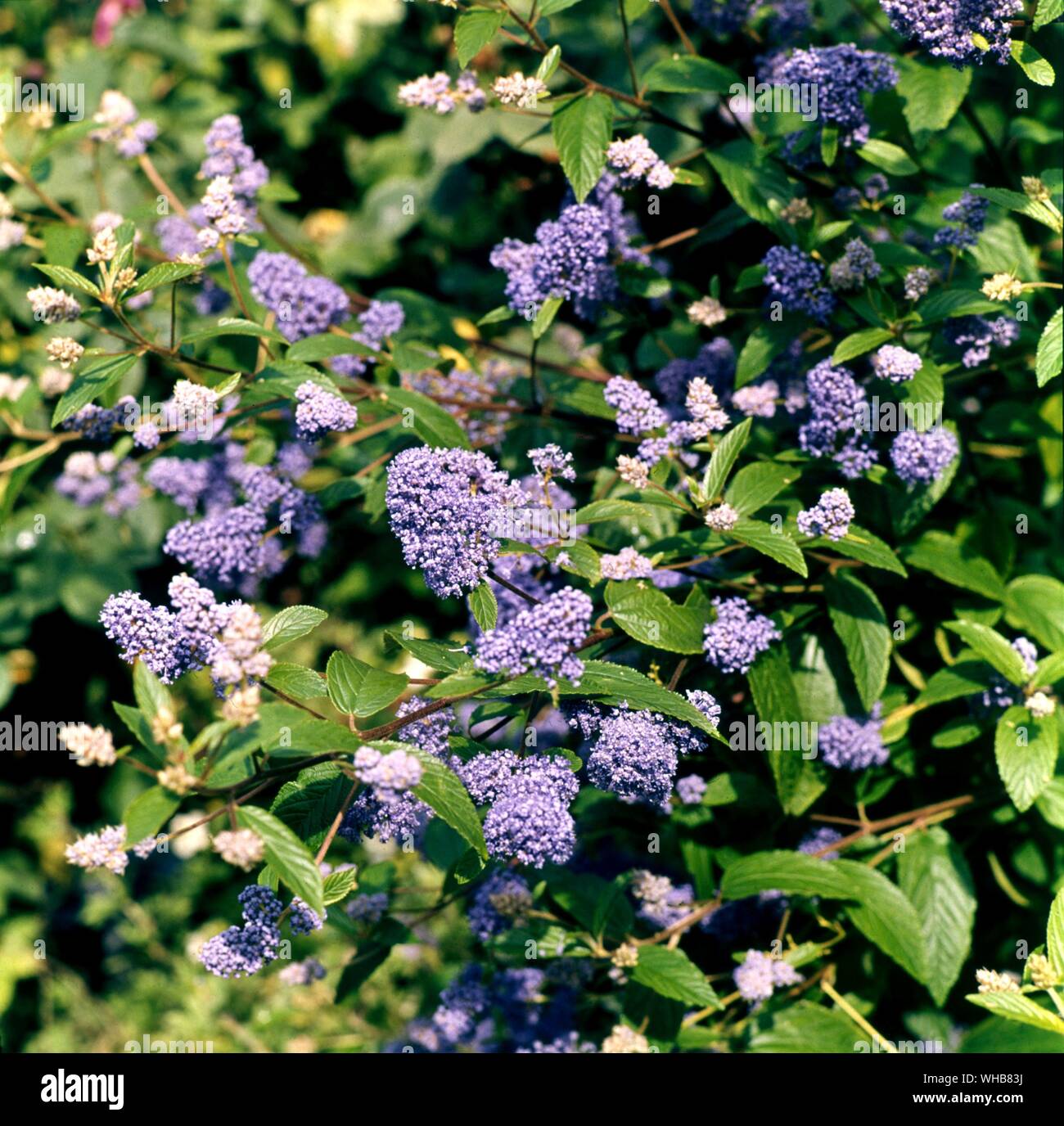 Ceanothus topazio. Foto Stock