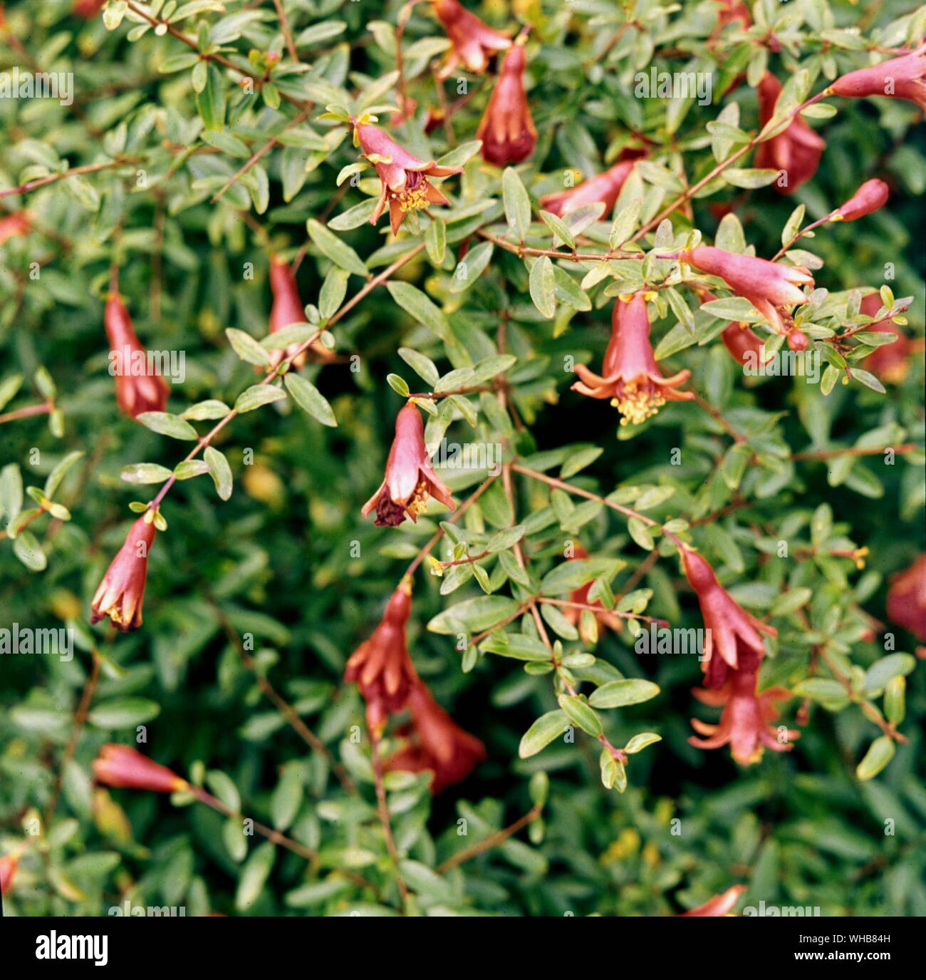 Punica Granatum Nanum. Foto Stock