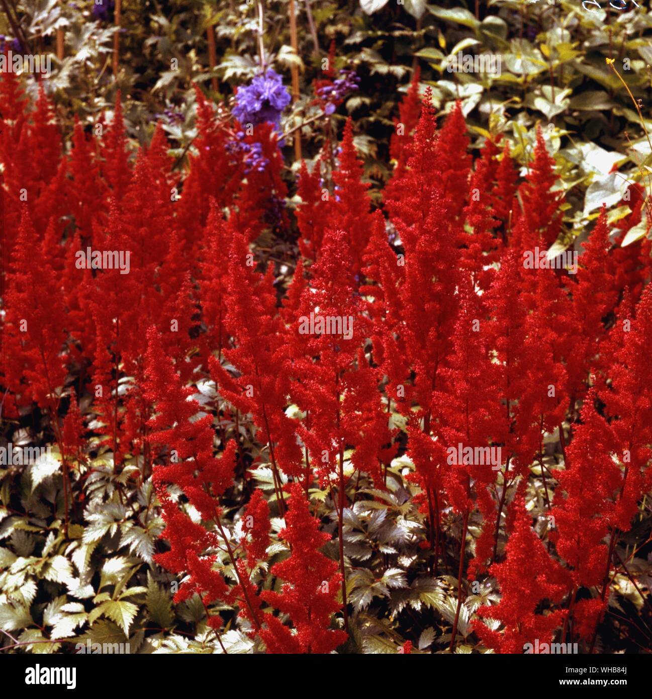 Fanal Astilbe - Falso capre barba - rosso brillante con volute di foglie mogano rosso in primavera, che diventa verde per la prossima estate. Coltivatore vigorosa fioritura migliori in ombra leggera al filtrato sun. Ha bisogno di molta acqua e Concimazione in primavera.. Foto Stock