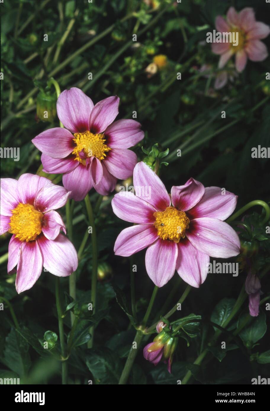 Dahlia Coltness Monaren radianza Rosa . Foto Stock