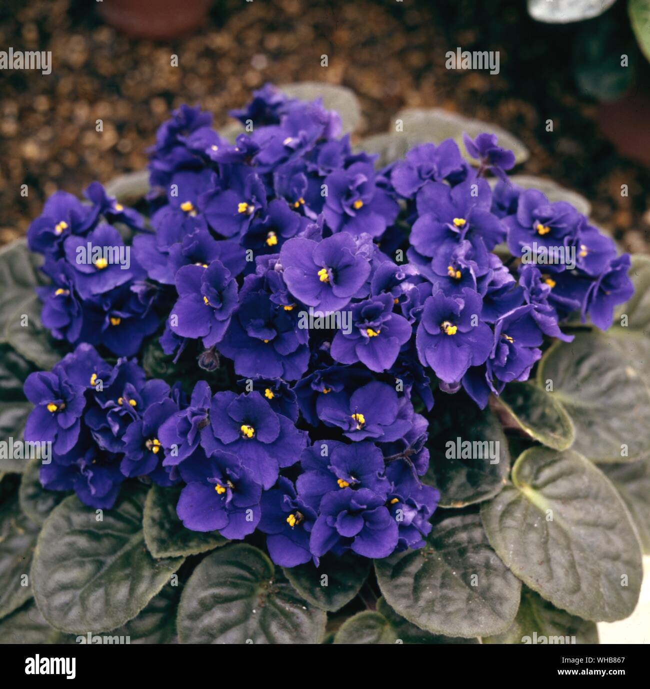 Rhapsody Saintpulia deep blue - comunemente noto come African Violet, è un genere di specie di piante erbacee perenni Piante fiorite in famiglia Gesneriaceae, nativo di Tanzania, e chiamato dopo il Barone Walter von San Paolo (1860-1910) che ha scoperto la pianta in Tanganika (Tanzania) in Africa.. Foto Stock