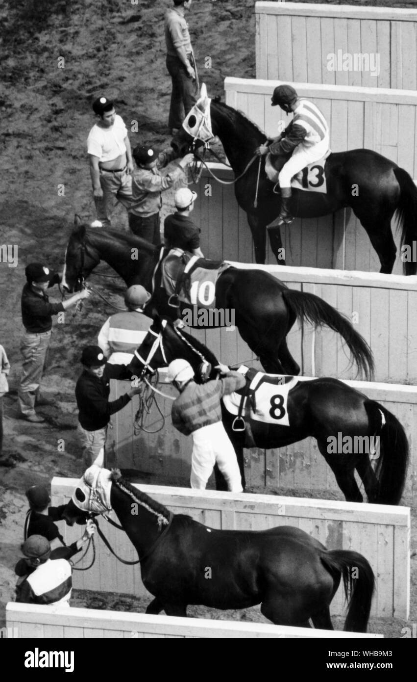 Corse di cavalli a Tokyo , Giappone : Preparazione per la gara in stalle , aiutando jockey per montare fino Foto Stock