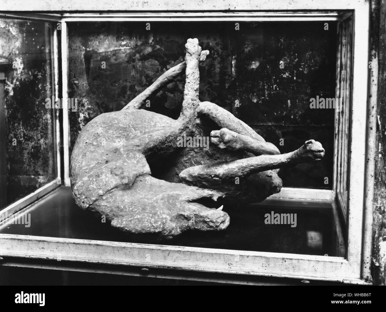 Un cadavere di cani da Pompei , catturato in eruzione del Vesuvio , vicino a Napoli , Italia 79 AD Foto Stock