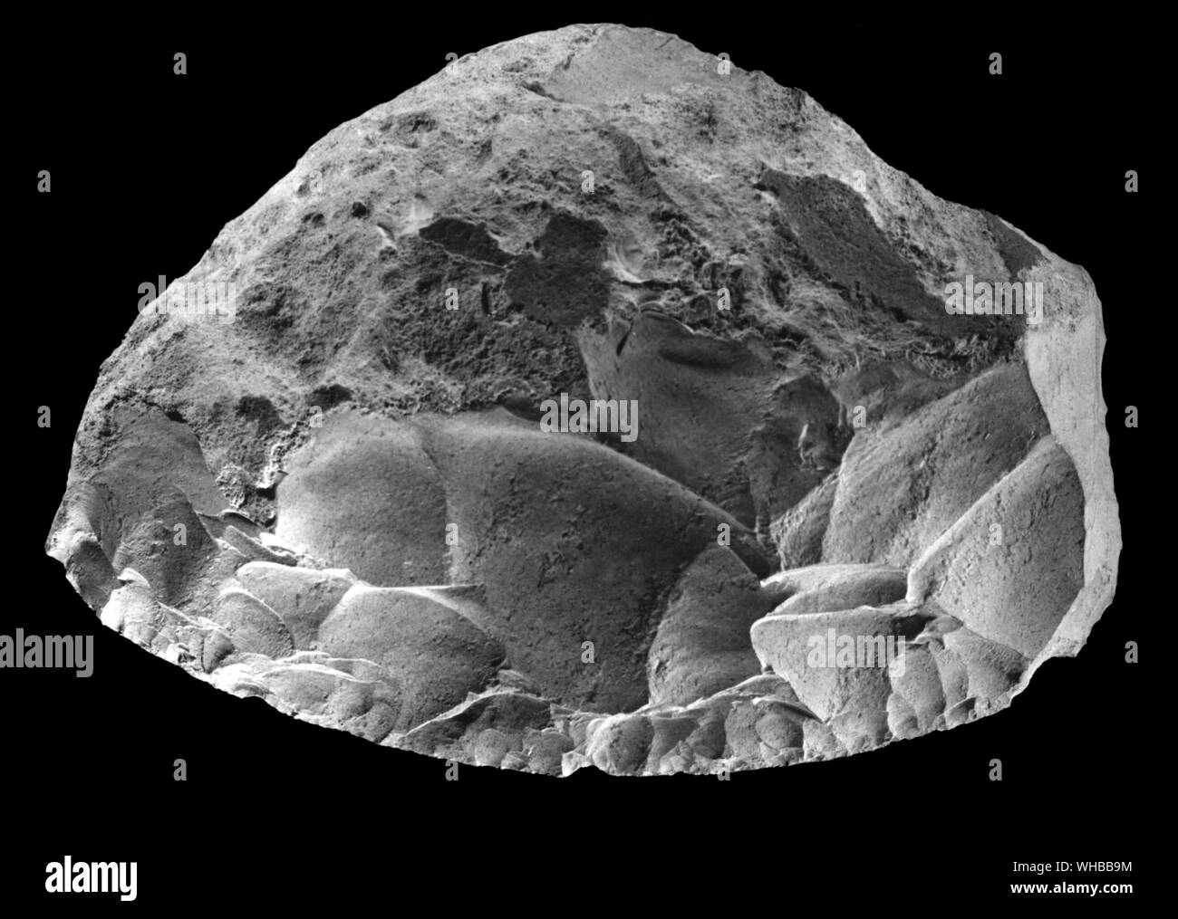 Paleolitico medio attrezzo , Musteriane raschietto da La Quina , France Foto Stock