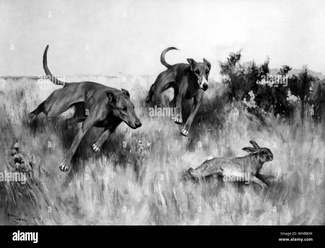 Hare Coursing Arthur Wardle Foto Stock