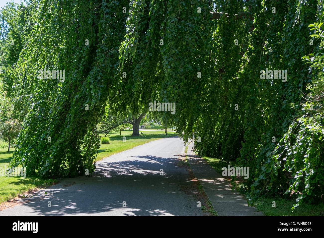 Attraversa Willow presso i Giardini Sonnenberg a Canandaigua, NY Foto Stock