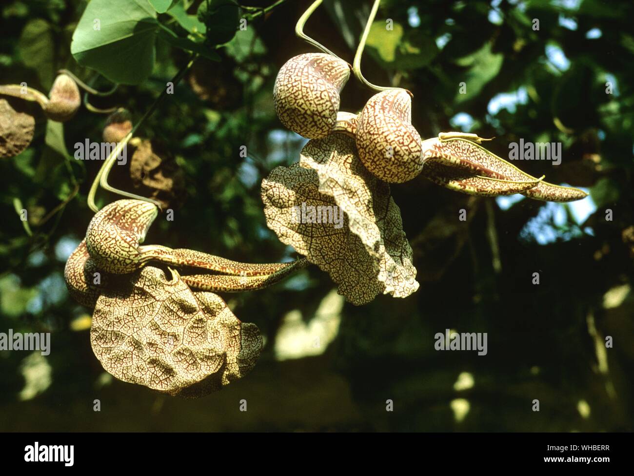 Aristolochiaceae : pianta rampicante , Brasile Foto Stock