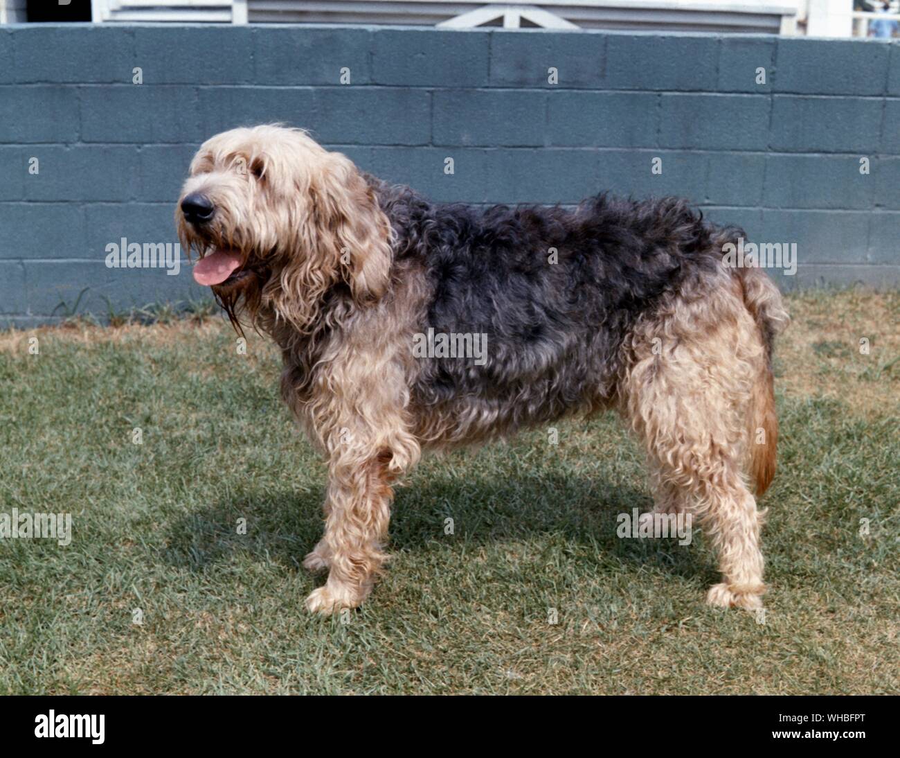 Otterhound è un vecchio British razza canina Foto Stock