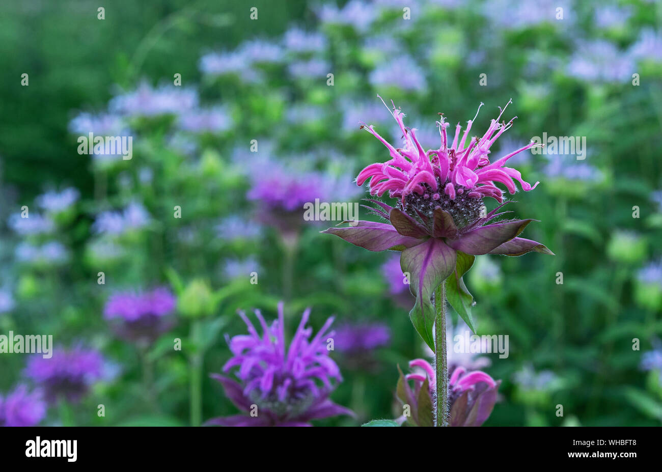 Monarda o wild bergamotto. Singola ape balsamo flower contro uno sfondo scuro. Foto Stock