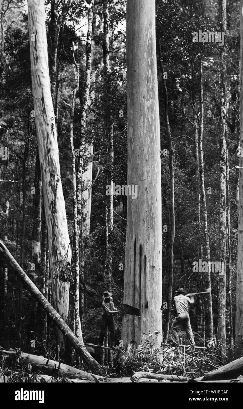 Il taglio di una gomma blu albero , Fiume Manning , Costa Nord NSW , Australia Foto Stock
