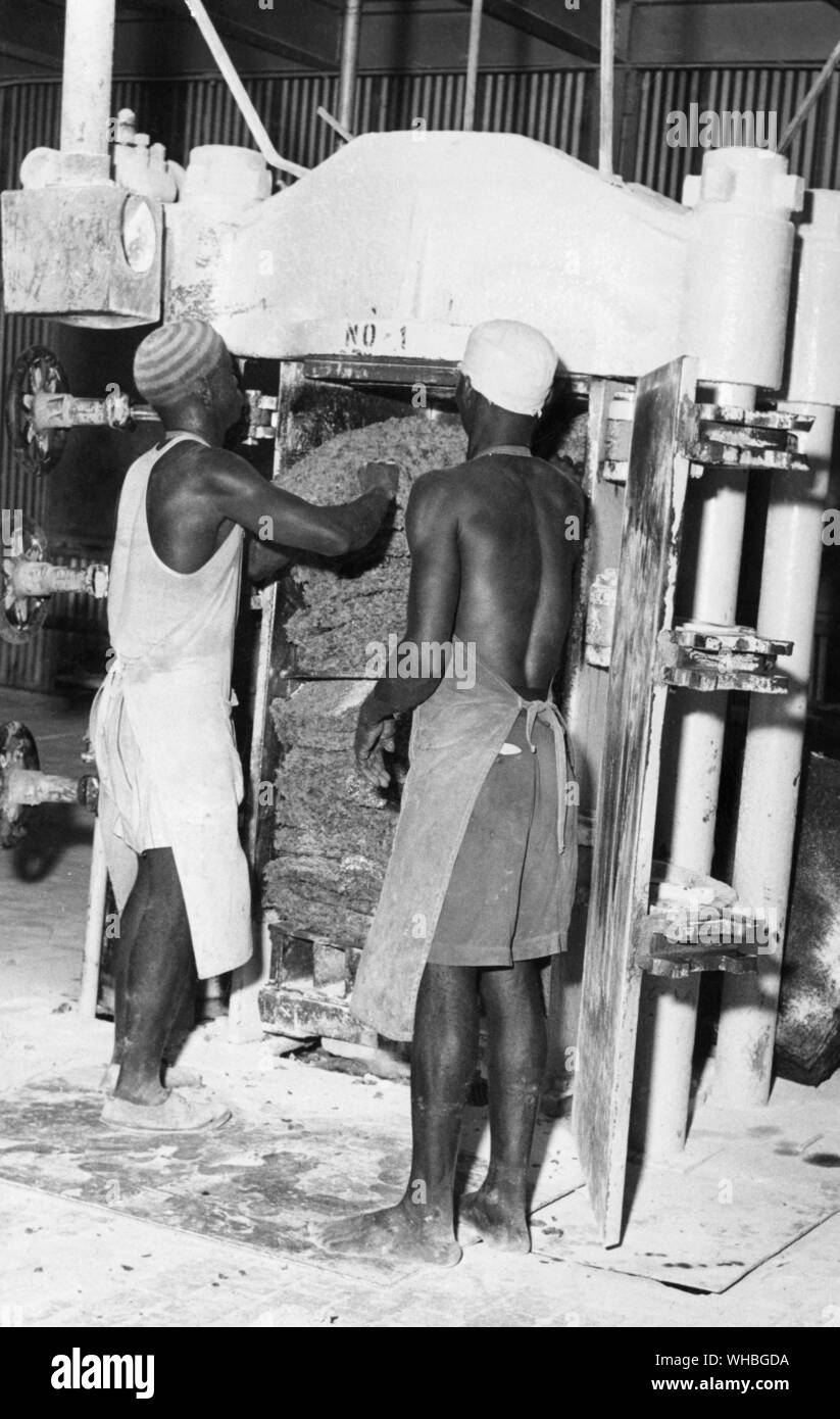 La produzione di tabacco : indurimento del taglio e lascia premuto Foto Stock
