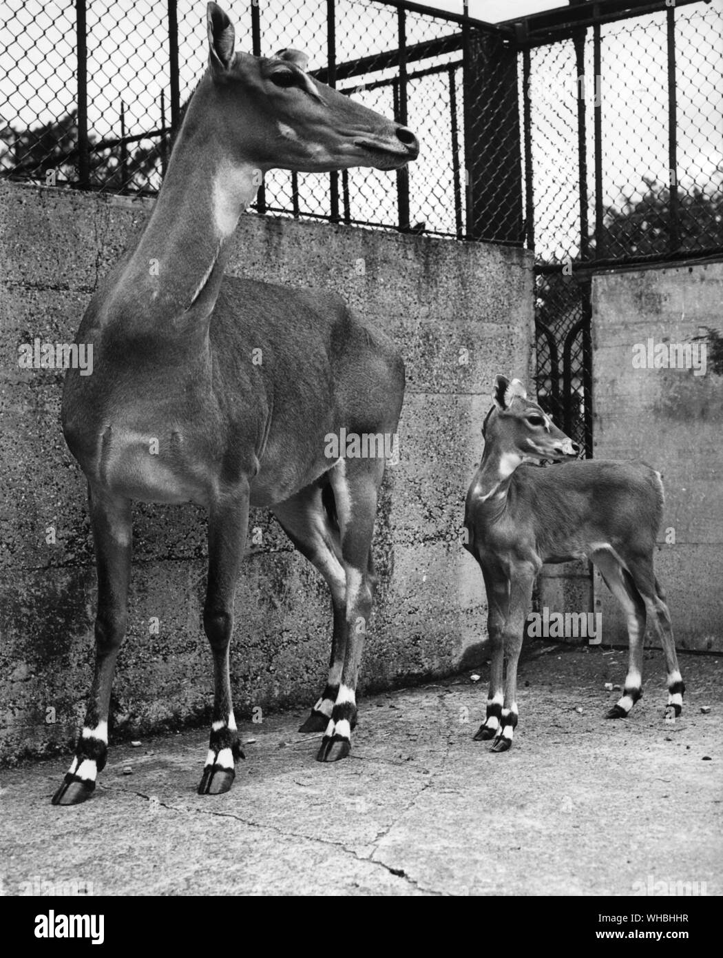 Lei è la cosa shyest su quattro gambe ' . . Nylghaie vitello nato allo Zoo. . E Shyest genlest del London Zoo neonati è la morbida occhi NYLGHAIE vitello nato appena un monh fa. . Daintily equilibrato sulle sue gambe sottili il vitello ha guadagnato il nome ballerina. . Ne consegue la sua madre intorno alla penna e è un formato tascabile edizione della famiglia più grande. . Il 15 agosto 1995 Foto Stock