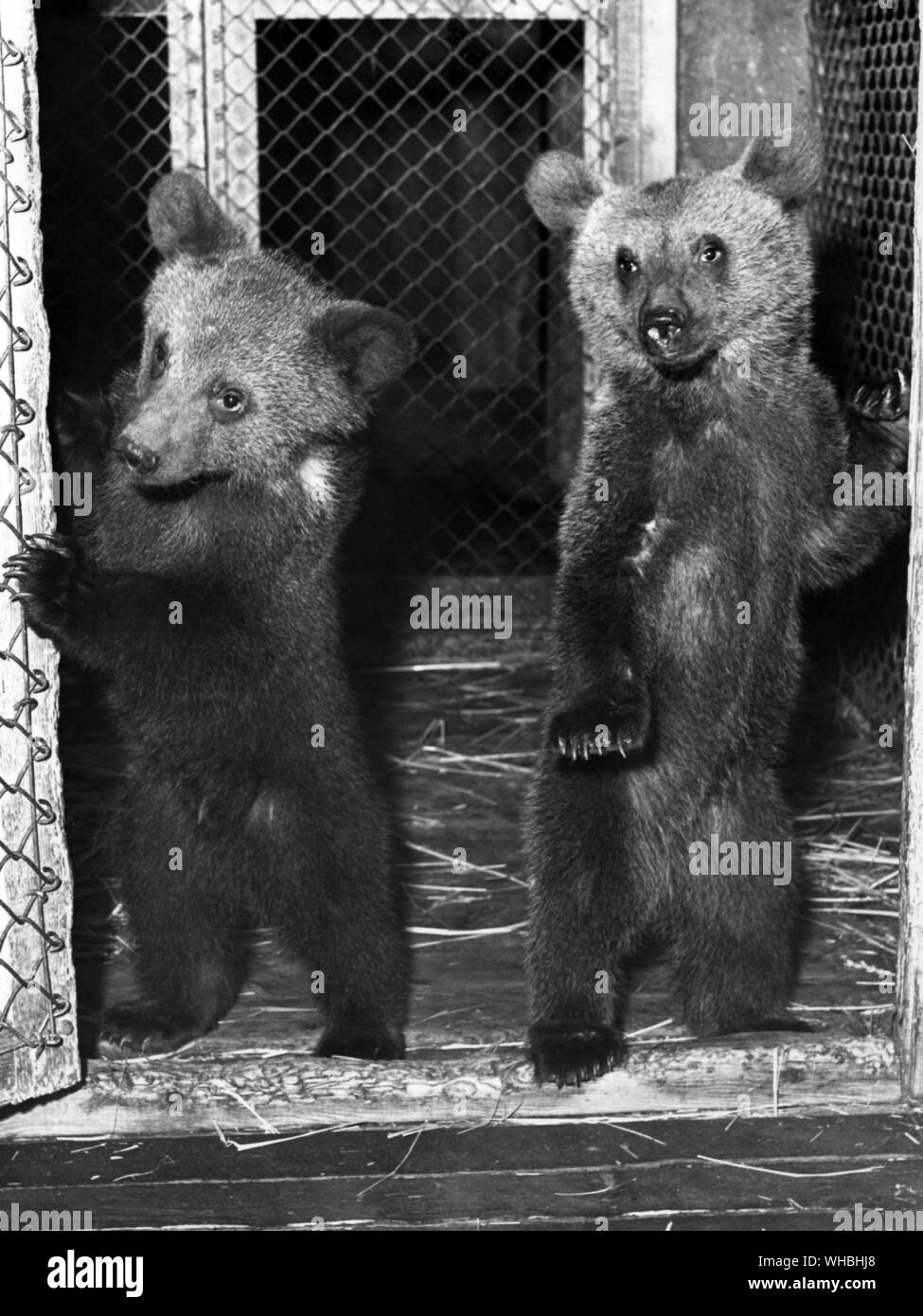 Allo Zoo. . I due orso siriano lupetti , Jack e Daphne , fotografato allo zoo. . Essi sono tre mesi e mezzo e sarà prossimamente su visualizzazione per il pubblico Foto Stock