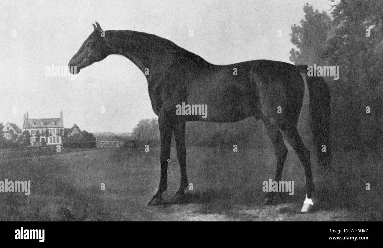 La pittura di Highflyer (1774 ) famoso cavallo da corsa del suo tempo . Egli è stato per la prima volta un imbattibile delle corse ippiche e poi il più grande stallone della sua epoca . Egli era di proprietà di Richard Tattersall. Foto Stock