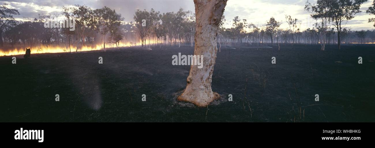Bushfires sono parte di un naturale processo di rigenerazione ma può essere anche il risultato di incendio doloso o siccità Foto Stock