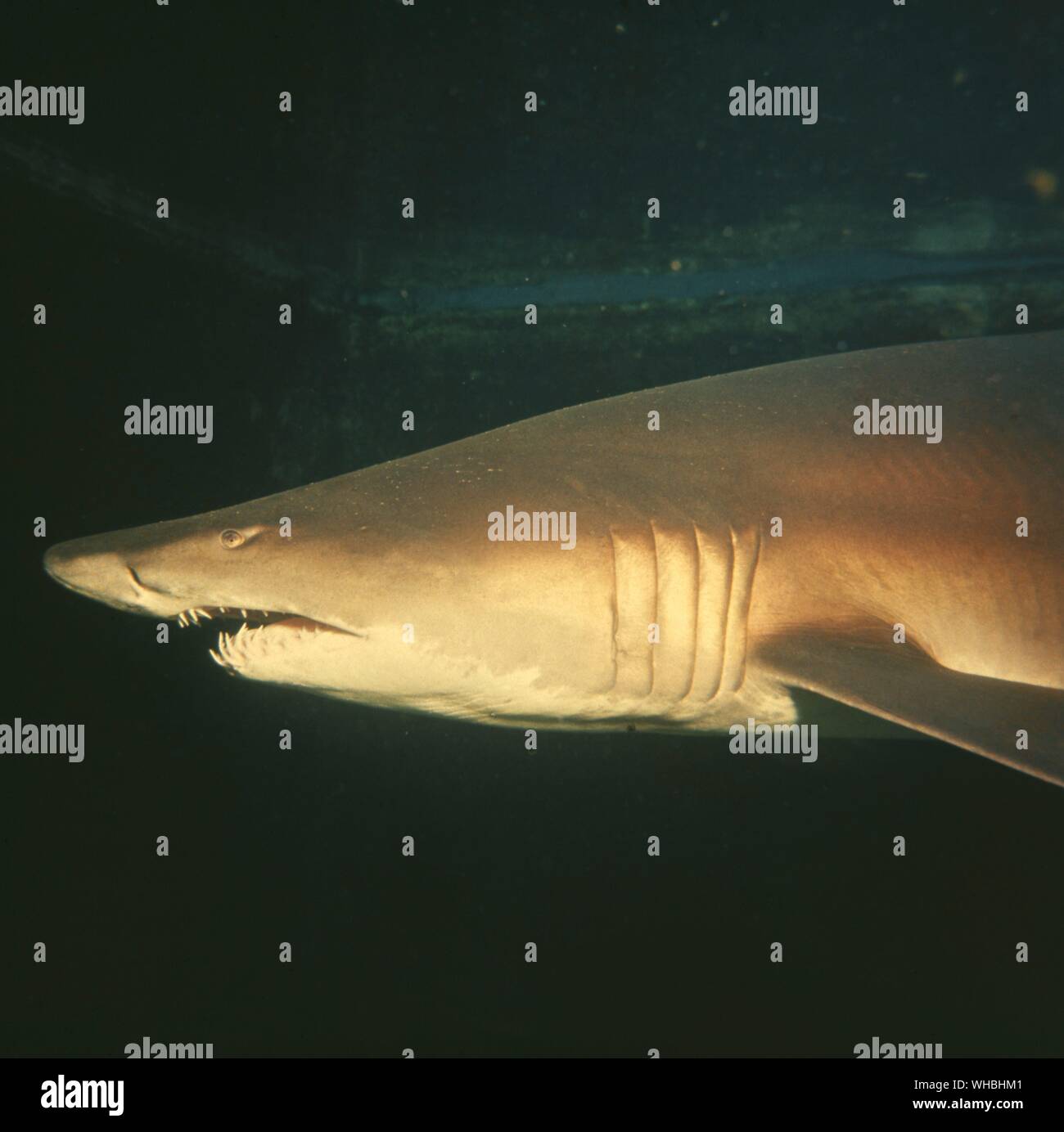 Graynurse shark : maneater 9 ft lunga circa 3 metri , la Grande Barriera Corallina , Queensland , Australia Foto Stock