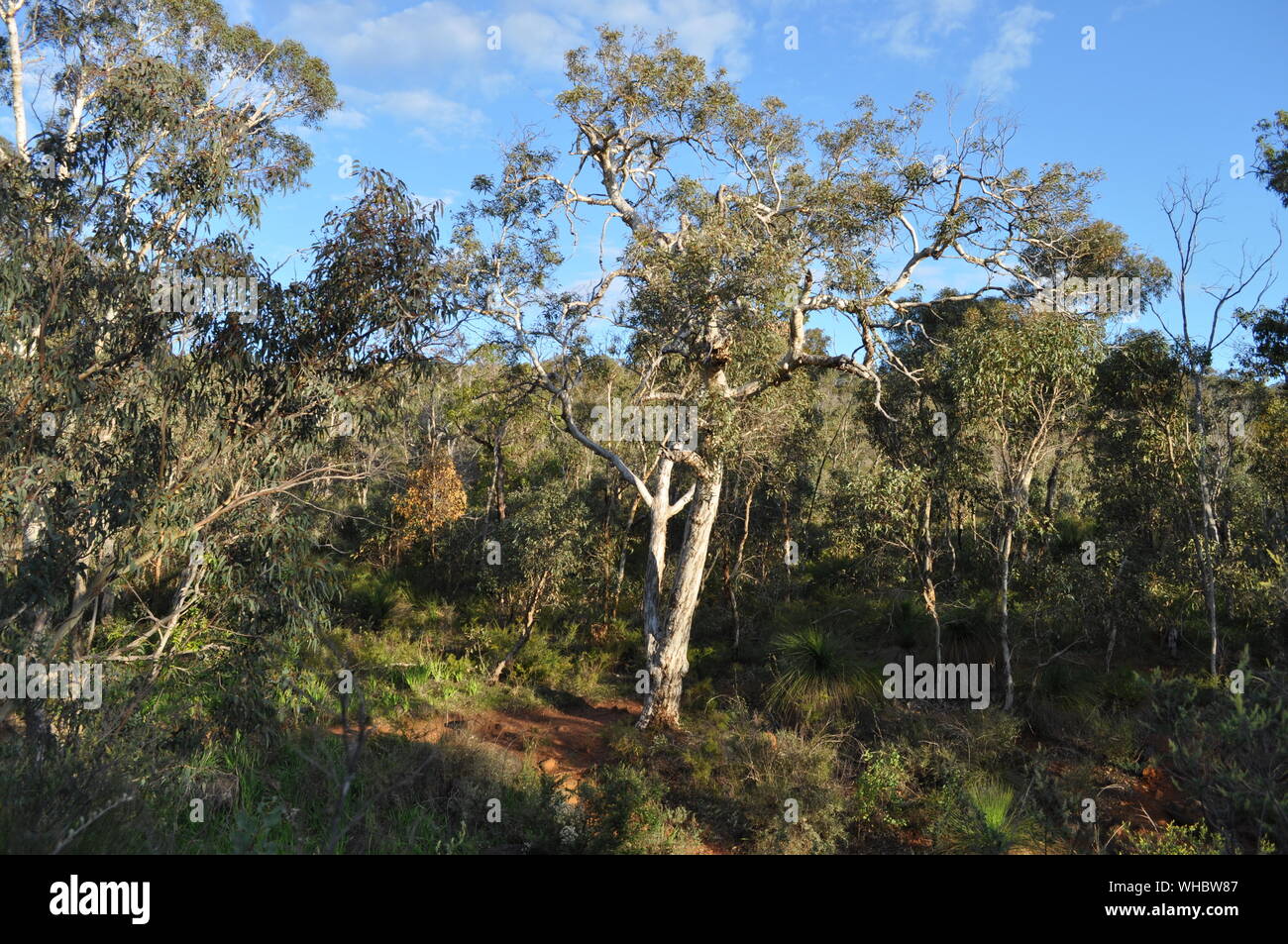 Bush australiano con alberi di eucalipto, Whistlepipe canalone a piedi, Mundy Parco Regionale, sulle colline di Perth, Western Australia, Australia Foto Stock