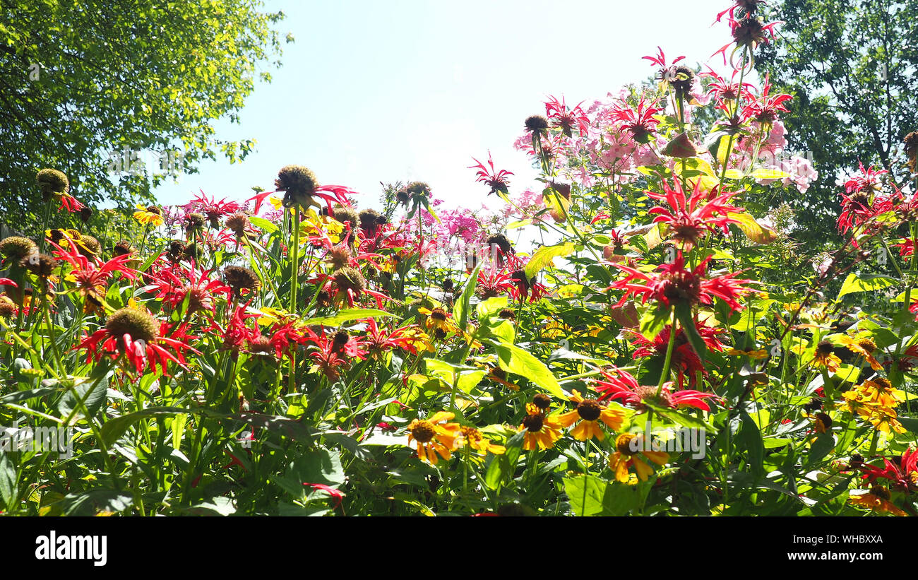 Un assortimento di fiori in un giardino nella tarda estate Foto Stock