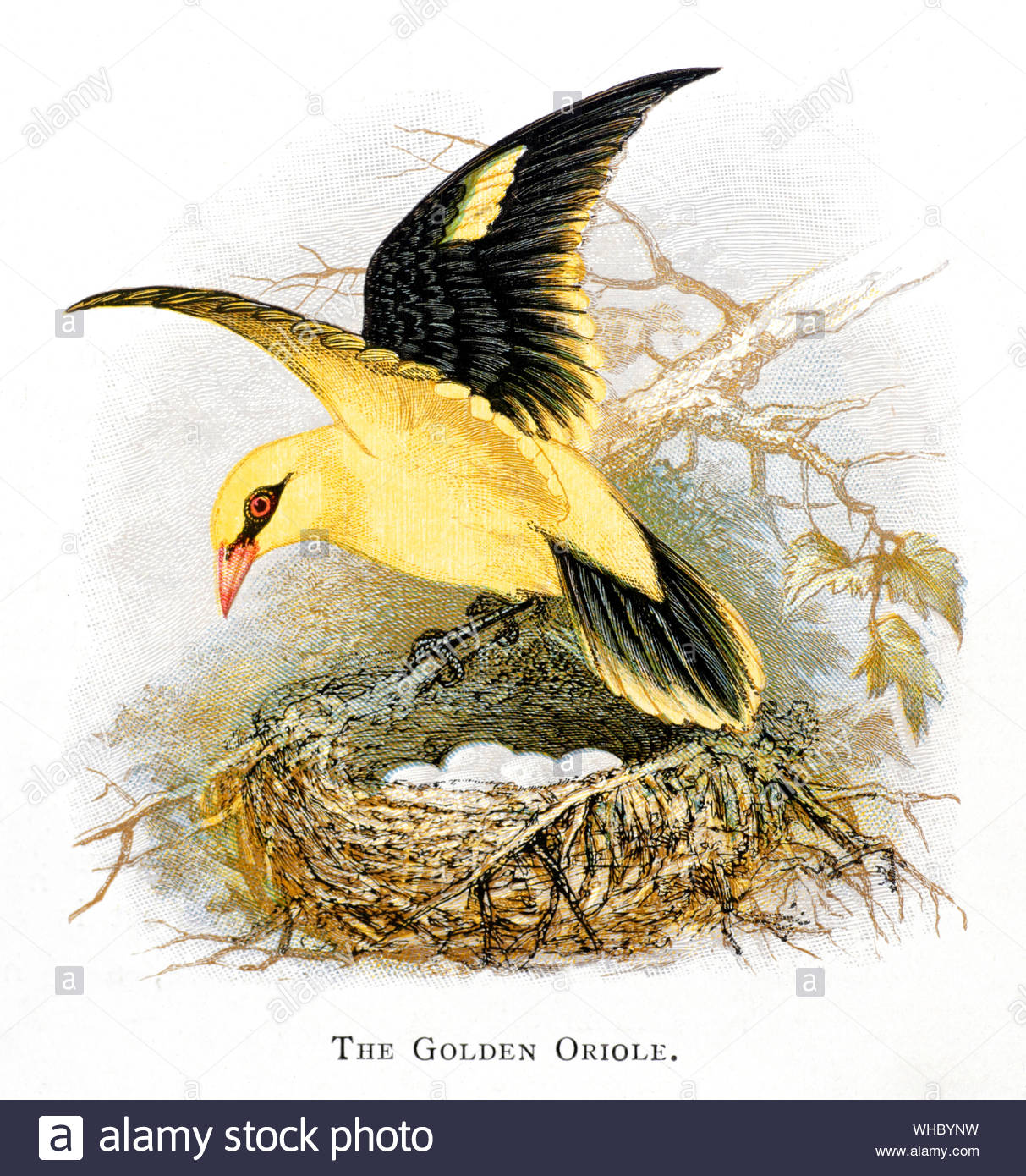 Rigogolo (Oriolus oriolus) al nido con uova, illustrazione vintage pubblicato in 1898 Foto Stock